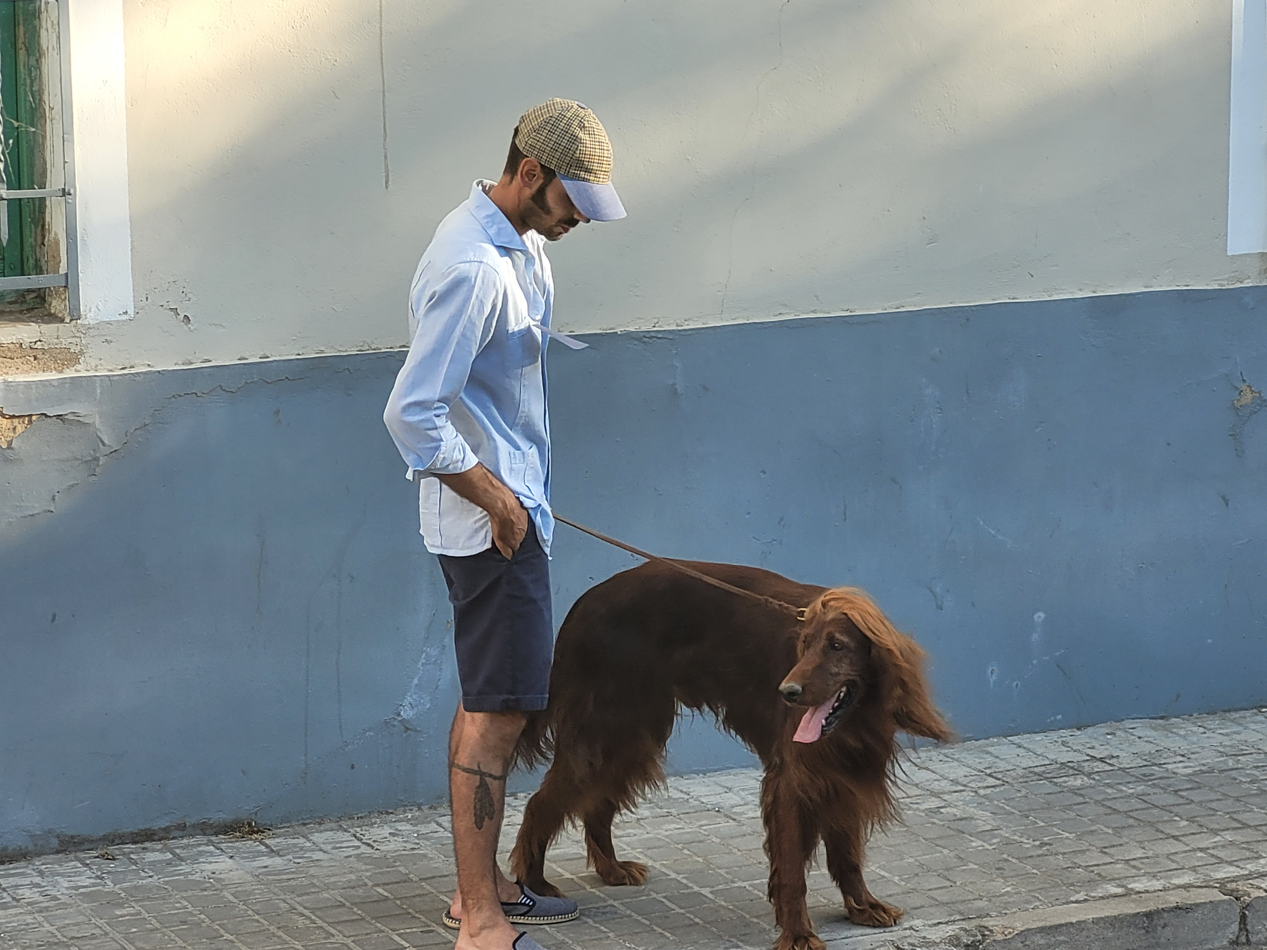 Llull, un setter irlandés, en el concurso canino.