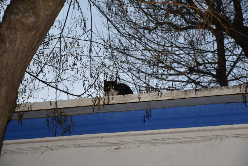 Gato en tejado 