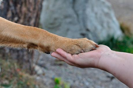 Perro y dueño. Fuente: guía protectora animales española